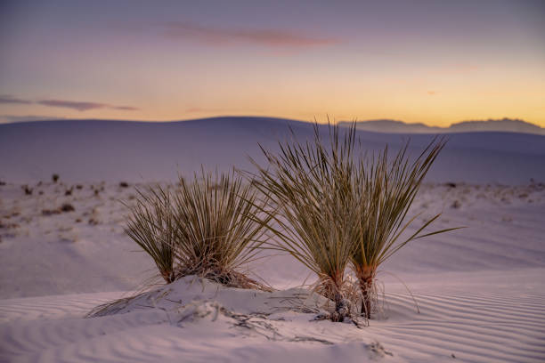istock Young Yucca Plants In The Sand At Sunset 1348236388