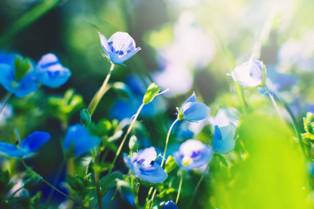 istock Macro. Small blue flowers in summer day. Field flowers. Background 1348236530