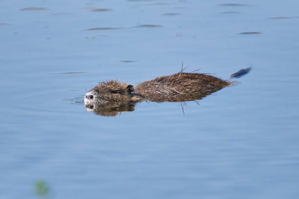 istock Swimming coypu, also known as the nutria 1348238334