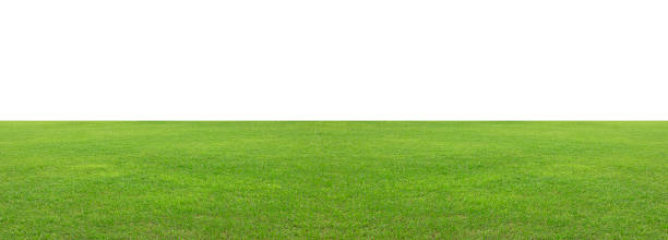 istock Green grass field isolated on white background 1348238374