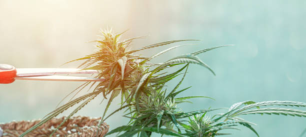 istock Cutting cannabis buds, Marijuana research 1348238922