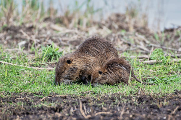 istock Walking coypu, also known as the nutria 1348238983