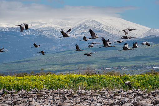 Cranes with background of Mt. Hermon, Agamon Hula, Israel