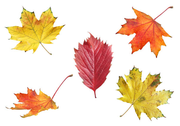 istock Leaves autumn on white bg 1348239569