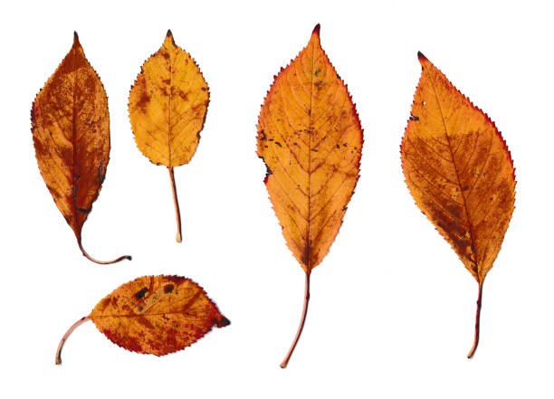 istock five yellow leaves on a white background 1348239671