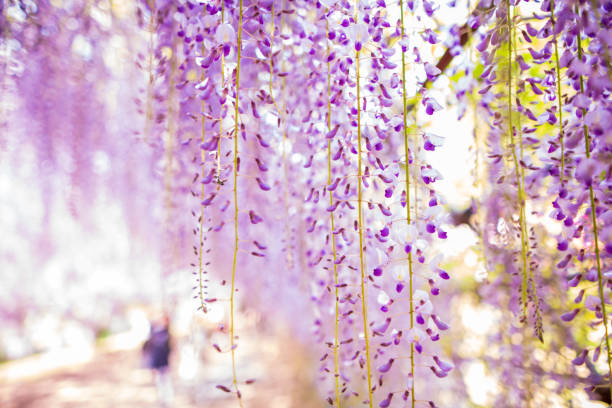 istock Wisteria flowers in full bloom 1348240380