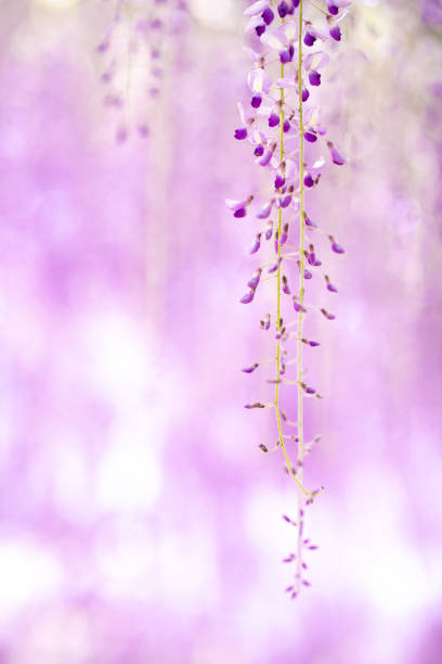 istock Wisteria flowers in full bloom 1348240415