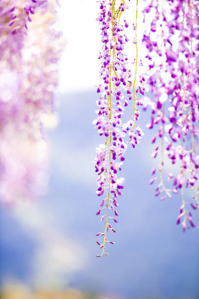 istock Wisteria flowers in full bloom 1348240500