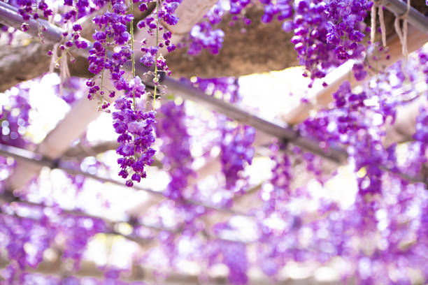 A wisteria flower swaying in the early summer with fragrant and elegantly swaying