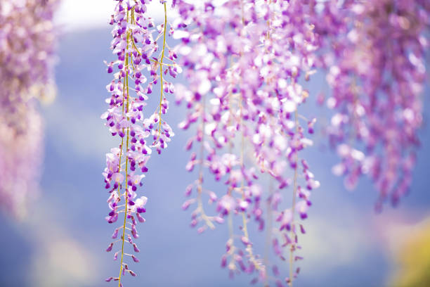 istock Wisteria flowers in full bloom 1348240567