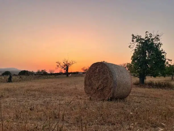Photo of Sunset in the field