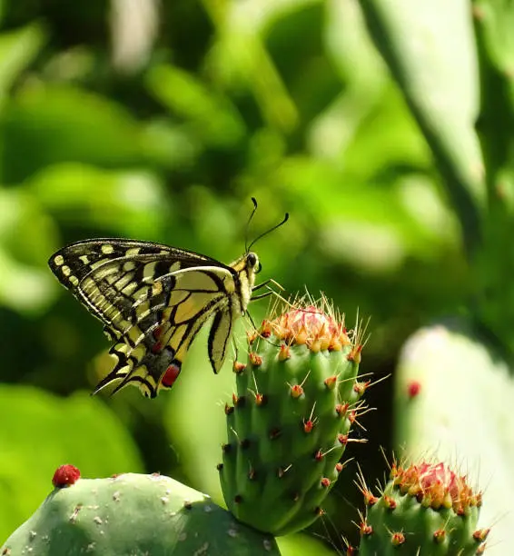 Photo of Butterfly