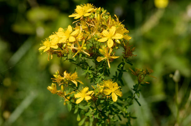 johanniskraut (hypericum perforatum) - hypericum stock-fotos und bilder