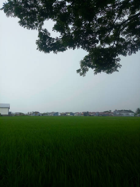 istock rice field view with foggy sky background 1348241860