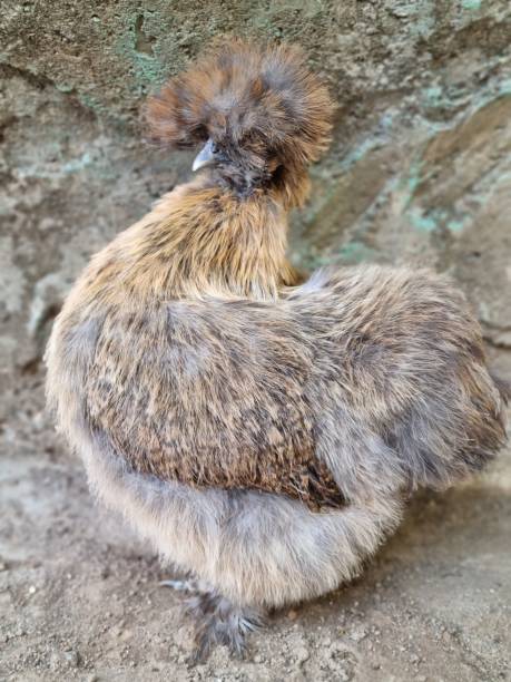 istock Yellow silkie chicken 1348243038