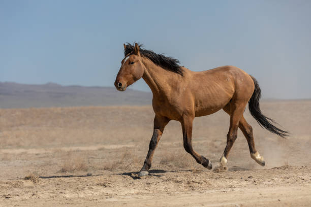 istock Wild Horse in the Utah Desert 1348243429
