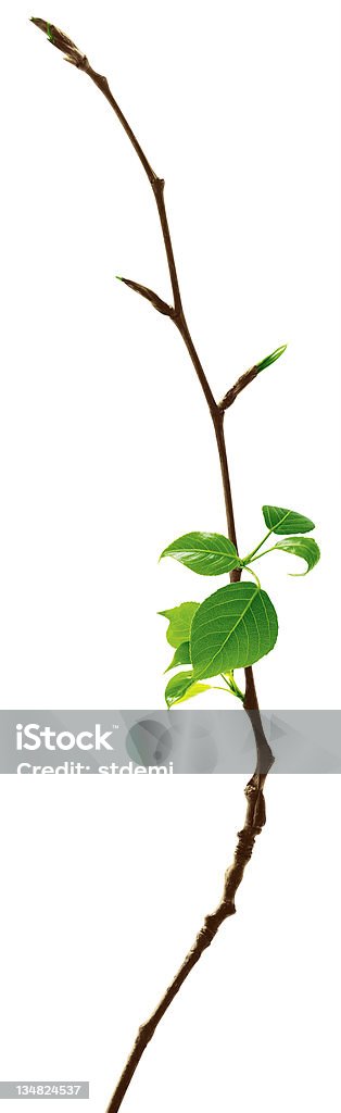 Junge Blätter - Lizenzfrei Ast - Pflanzenbestandteil Stock-Foto
