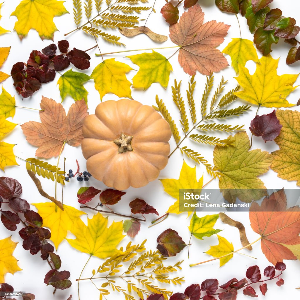Natural beautiful autumn colors background with colorful fall leaves and a small pumpkin Natural beautiful autumn colors bakcground - flat lay decoration with colorful fall leaves and a small pumpkin. Above Stock Photo