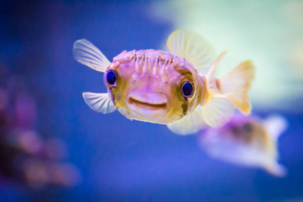 close-up of porcupine puffer fish in aquarium with blurred colorful background - vissenkom fotos stockfoto's en -beelden