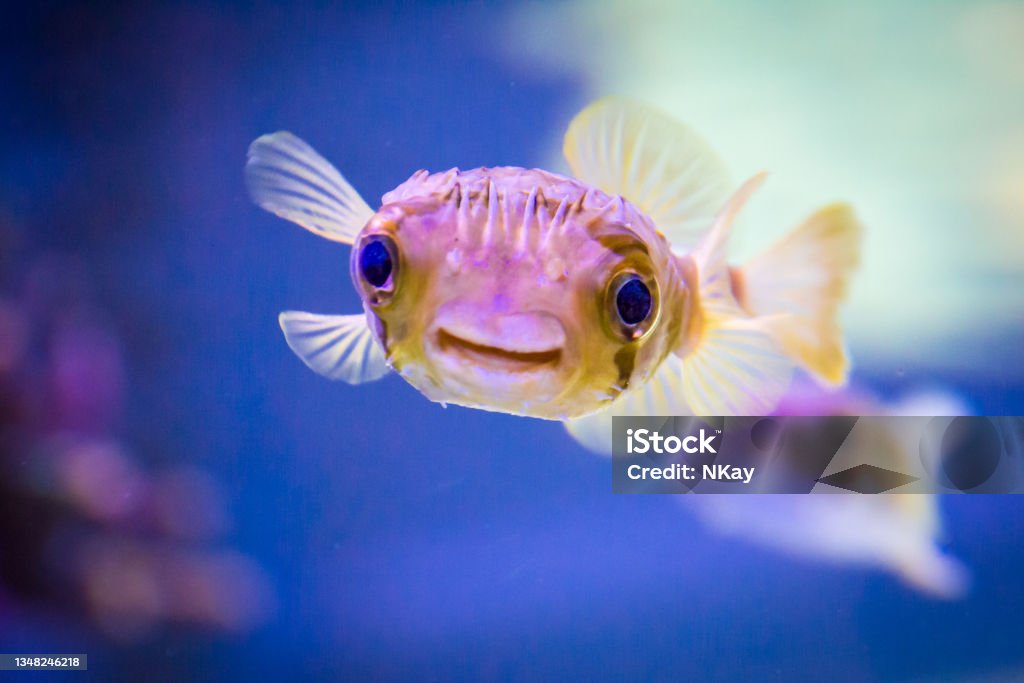 Close-up of porcupine puffer fish in aquarium with blurred colorful background The  porcupinefish is a species of marine fish in the family Diodontidae captured in the Boston aquarium. Aquarium Stock Photo