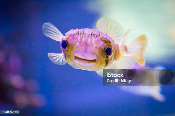 Closeup Of Porcupine Puffer Fish In Aquarium With Blurred Colorful Background Stock Photo - Download Image Now