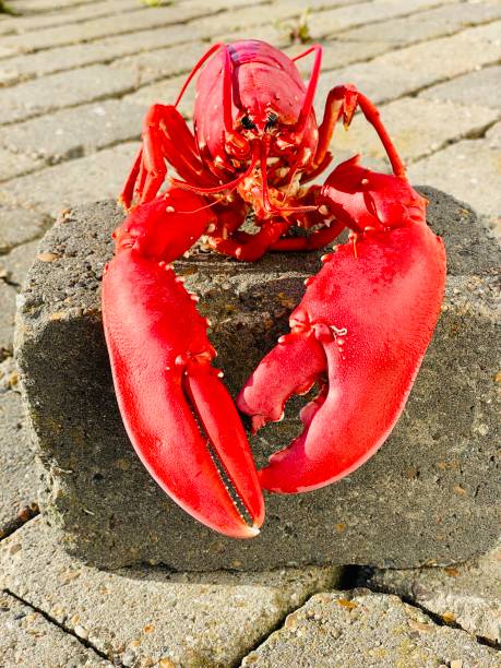 istock Lobster island swedish westcoast 1348247180