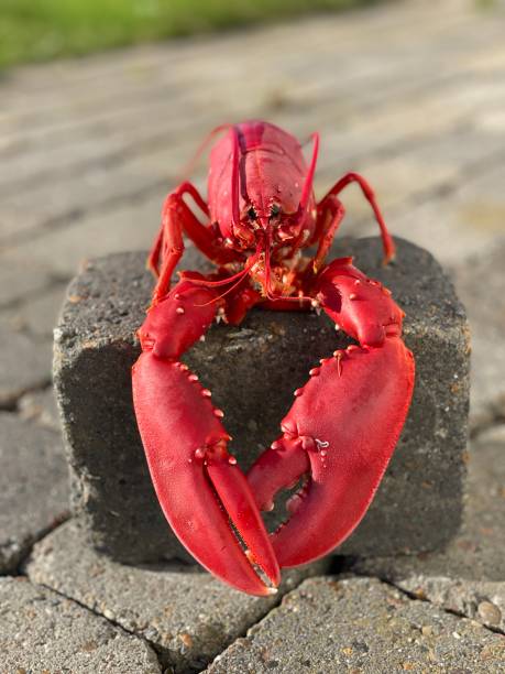 istock Lobster island swedish westcoast 1348247203