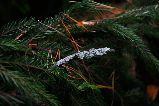 A Close-Up Branch