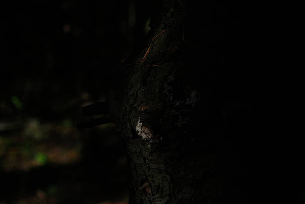 istock Autumn nature in the forest 1348249012