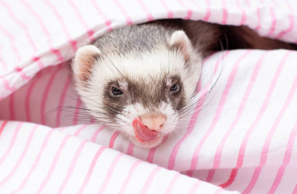 istock The ferret sleeps on the bed 1348249098