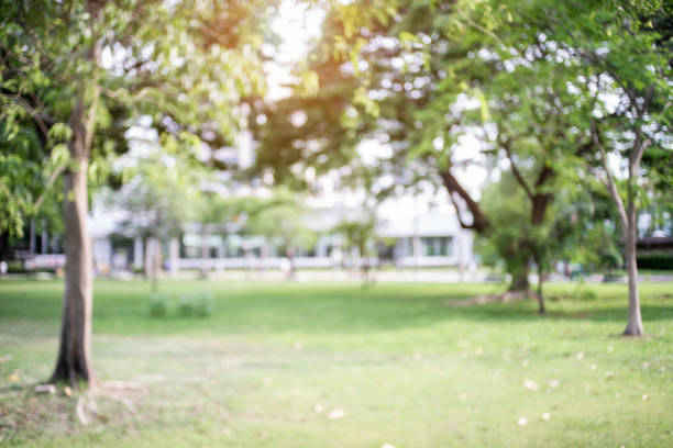 defocused bokeh background of garden trees in sunny day