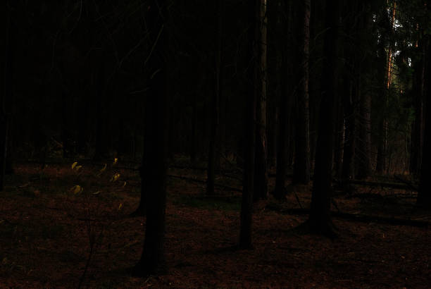 istock Autumn nature in the forest 1348249243