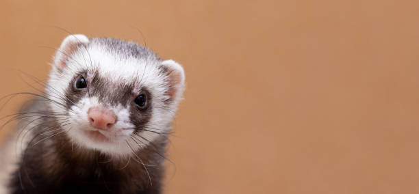 istock The cute funny ferret portrait banner copy space 1348249345