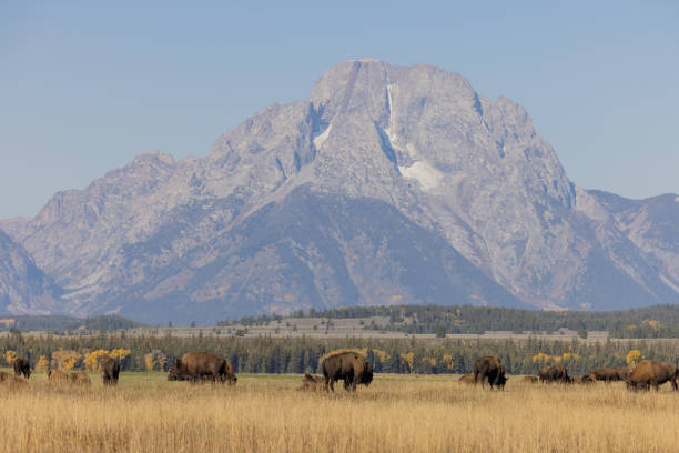 istock Herd of Bison in Autumn in Wyoming 1348249366