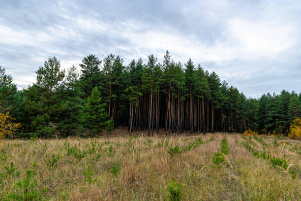 pineta autunnale e nuvole grigio pioggia. piantare piantine di alberi - lumber industry forest tree pine foto e immagini stock