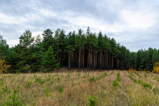 秋の松林と雨灰色の雲。植樹苗 - growth new evergreen tree pine tree ストックフォトと画像