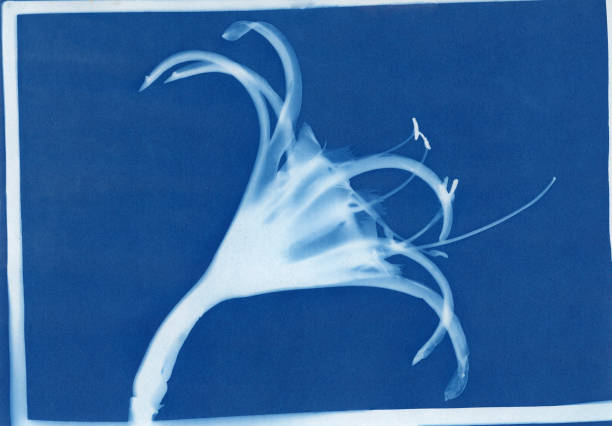 cyanotype print of spider lily, Hymenocallis cultivar Blue cyanotype print of spider lily, Hymenocallis cultivar. spider lily stock pictures, royalty-free photos & images