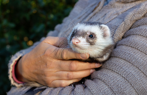woman holds a beautiful and cute ferret