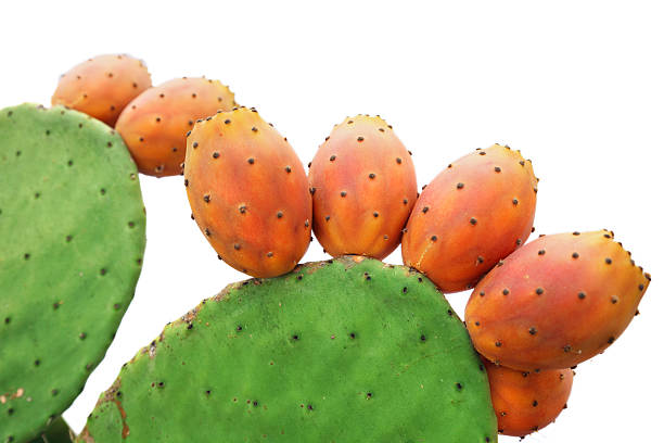 A prickly pear cactus on a white background  stock photo