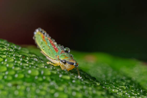 Round-headed cicadas on a wet rose petal