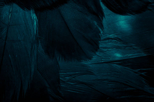 istock blue hawk feathers with visible detail. background or texture 1348250718