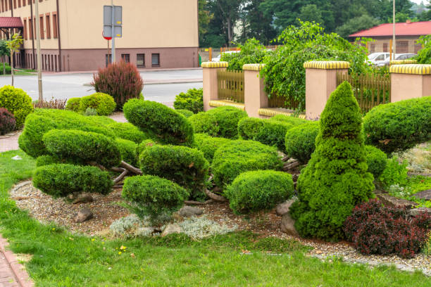 istock bonsai style juniper in the square by the road 1348250787