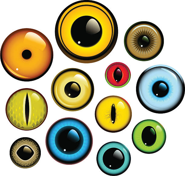 stockillustraties, clipart, cartoons en iconen met eye set - dieren netvlies