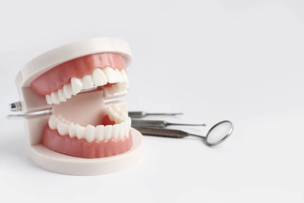 istock Dental model of human teeth. 1348254207