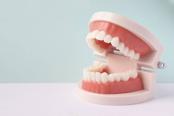 istock Dental model of human teeth. 1348254229