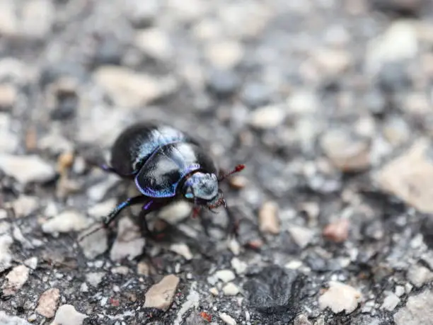 Scarab on Paved Road