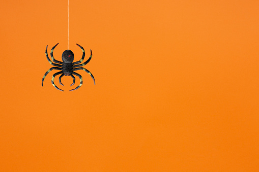 Halloween concept-Spider is hanging photographed on orange background