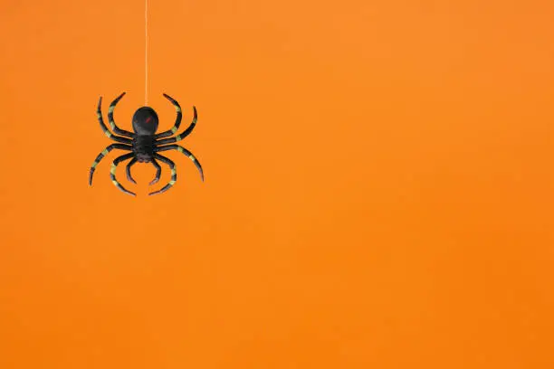 Photo of Spider