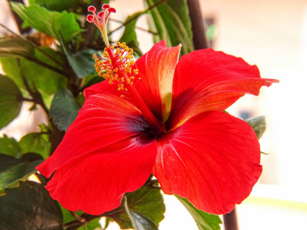 THE BLOOMING RED HIBISCUS FLOWER stock photo