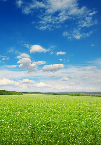 Vertical landscape with green pea field and blue sky.